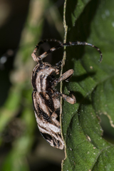 Sthenias tonkineus