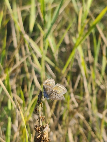 Common Blue