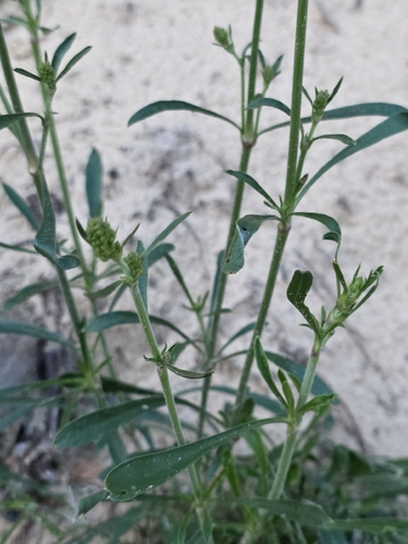Silene borysthenica, 2026-09-14