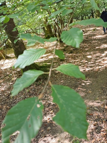 European beech