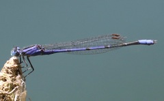 Enallagma semicirculare