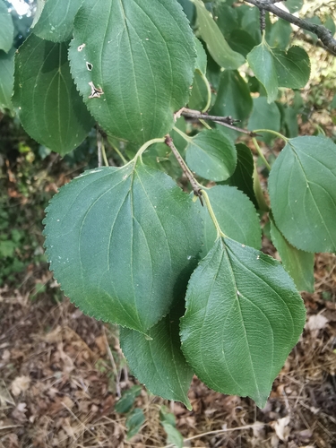 common buckthorn