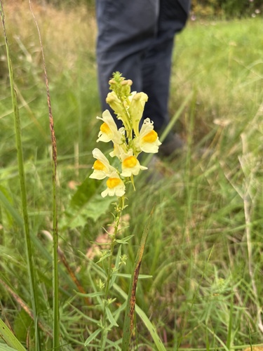 common toadflax