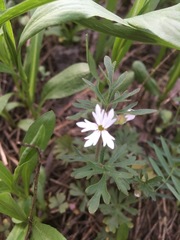 Lithophragma parviflorum parviflorum