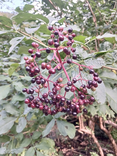 European black elderberry