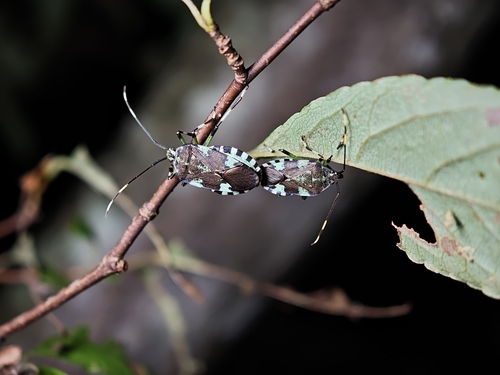 Urochela luteovaria