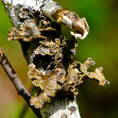 Pseudocyphellaria citrina