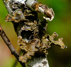 Pseudocyphellaria citrina