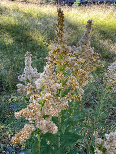 iNaturalist observation photo of west coast Canada goldenrod