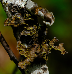 Pseudocyphellaria citrina