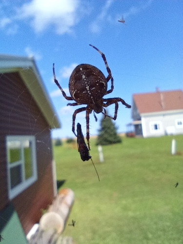 Cross Orbweaver