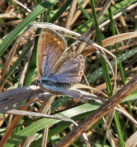 Common Blue