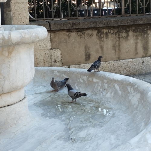 Feral Pigeon