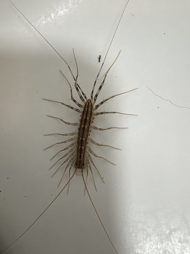 House Centipede