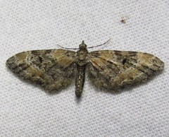 Eupithecia annulata