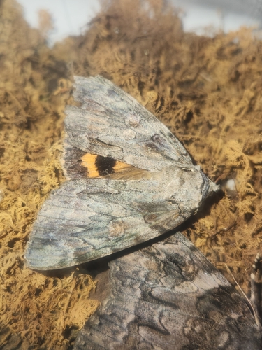 Bride Underwing