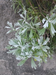 Crossostephium chinense