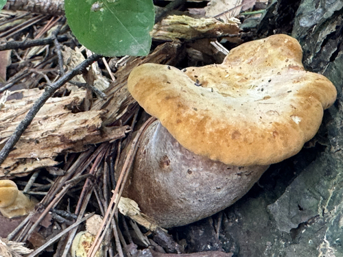 Velvet-footed Tap