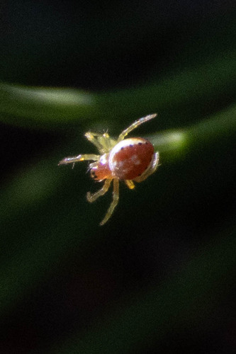 Cucumber Spiders
