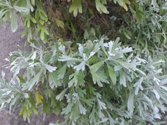 Crossostephium chinense