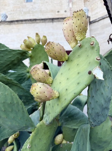 Indian fig opuntia