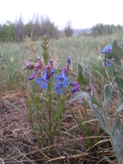 Penstemon nitidus