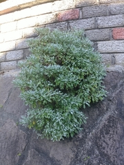 Crossostephium chinense