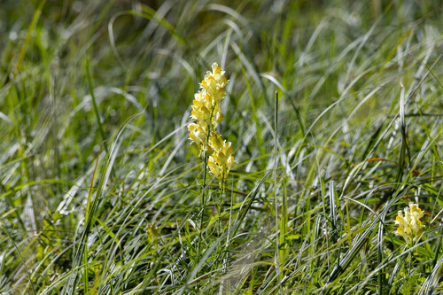 common toadflax