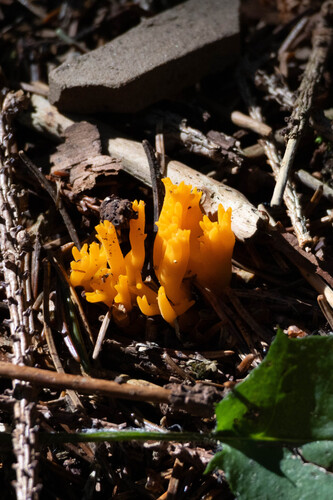 Jelly-antler