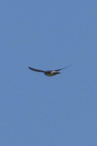Western House Martin