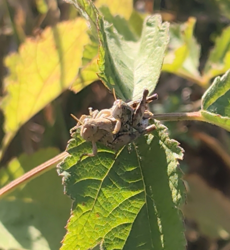 Common Maquis Grasshopper
