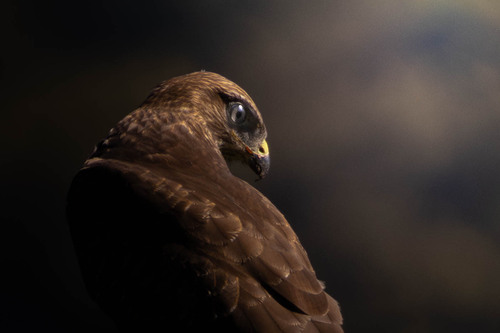 Western Common Buzzard