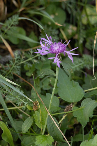 Centaurea nigrescens, photograph 1
