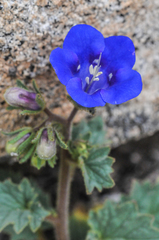 Phacelia campanularia vasiformis