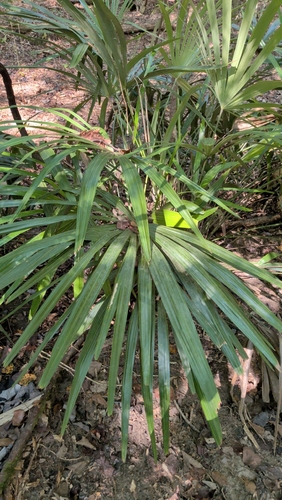 Rhapidophyllum hystrix, photograph 2