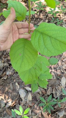 Styrax grandifolius