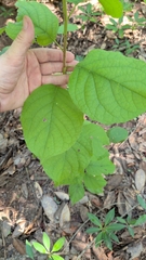 Styrax grandifolius