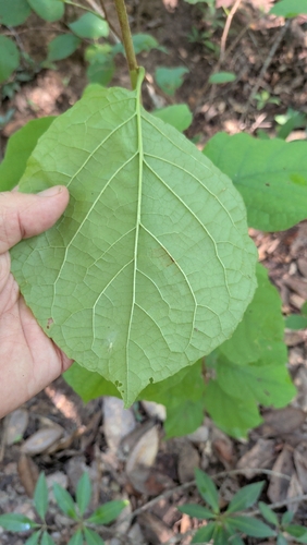 Styrax grandifolius, photograph 2