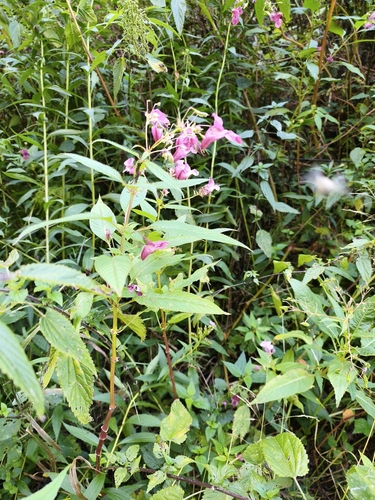 Himalayan balsam