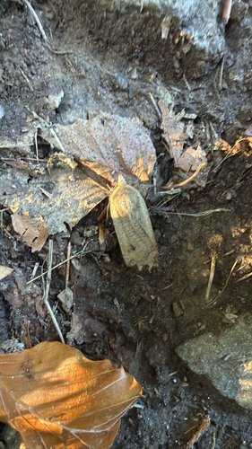 Large Yellow Underwing