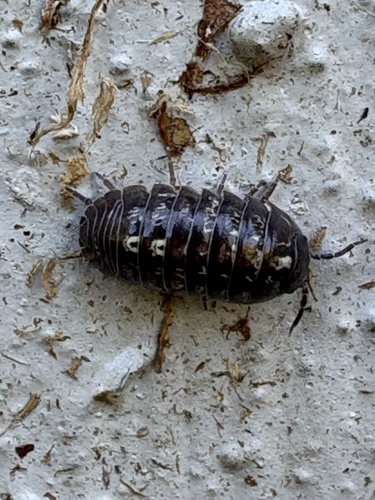 Common Pill Woodlouse