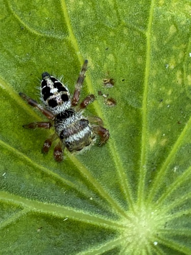 Grayish Jumping Spider