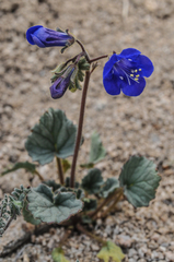 Phacelia campanularia vasiformis