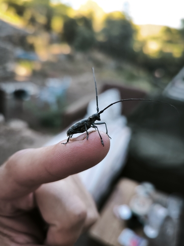 Black Pine Sawyer Beetle