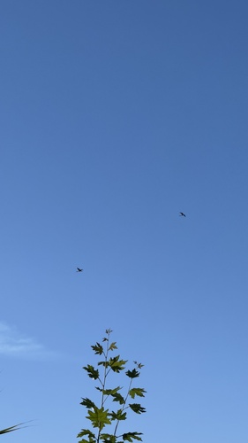 White Stork
