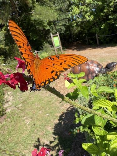 Gulf Fritillary