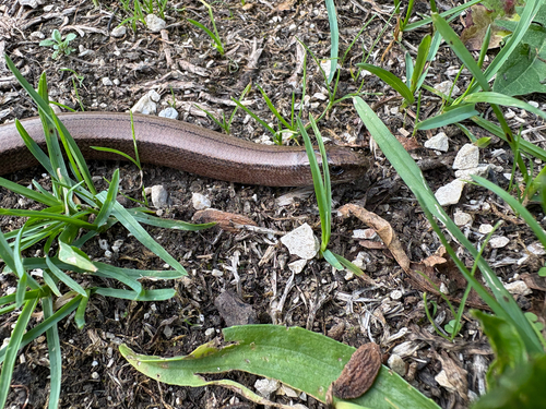 Common Slowworm