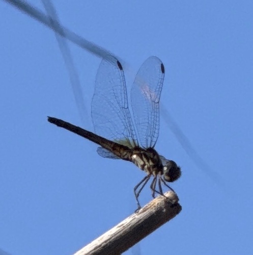 Violet Dropwing