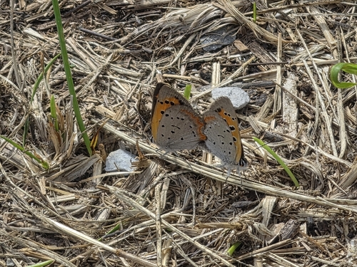 American Copper