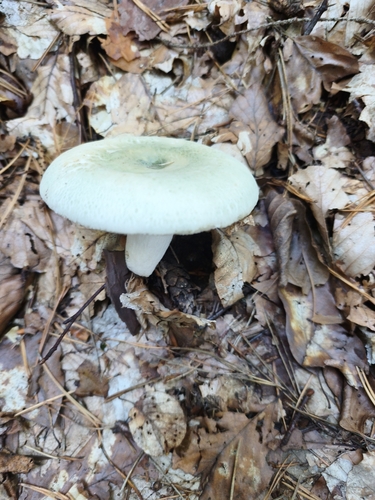 Green Russula
